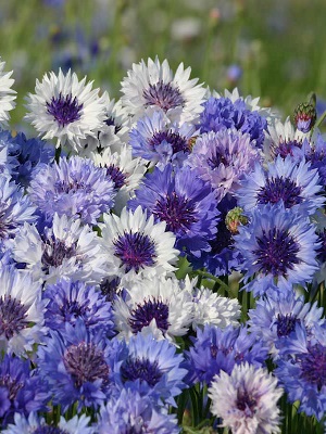 CENTAUREA Classic Fantastic